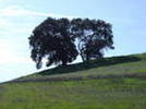 Almaden Property Management