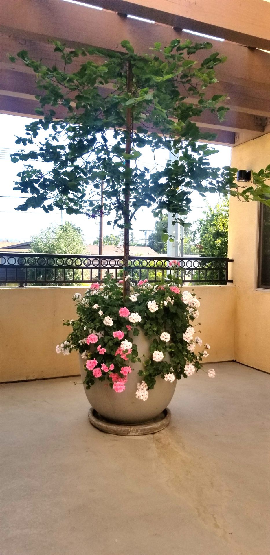Burbank Plaza Townhomes 7 of 12
