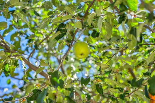 Listing photo thumbnail