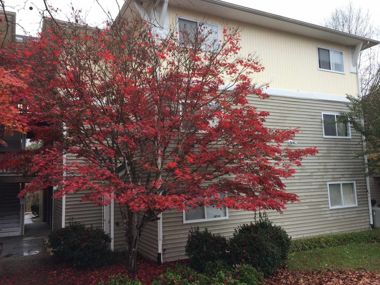 Chapel Hill House: 303 Smith Level Road #E22