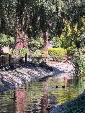 COMING SOON- Santa Clara!! Spacious upstairs 2 BR 2BA set among old growth Redwoods! – photo 1