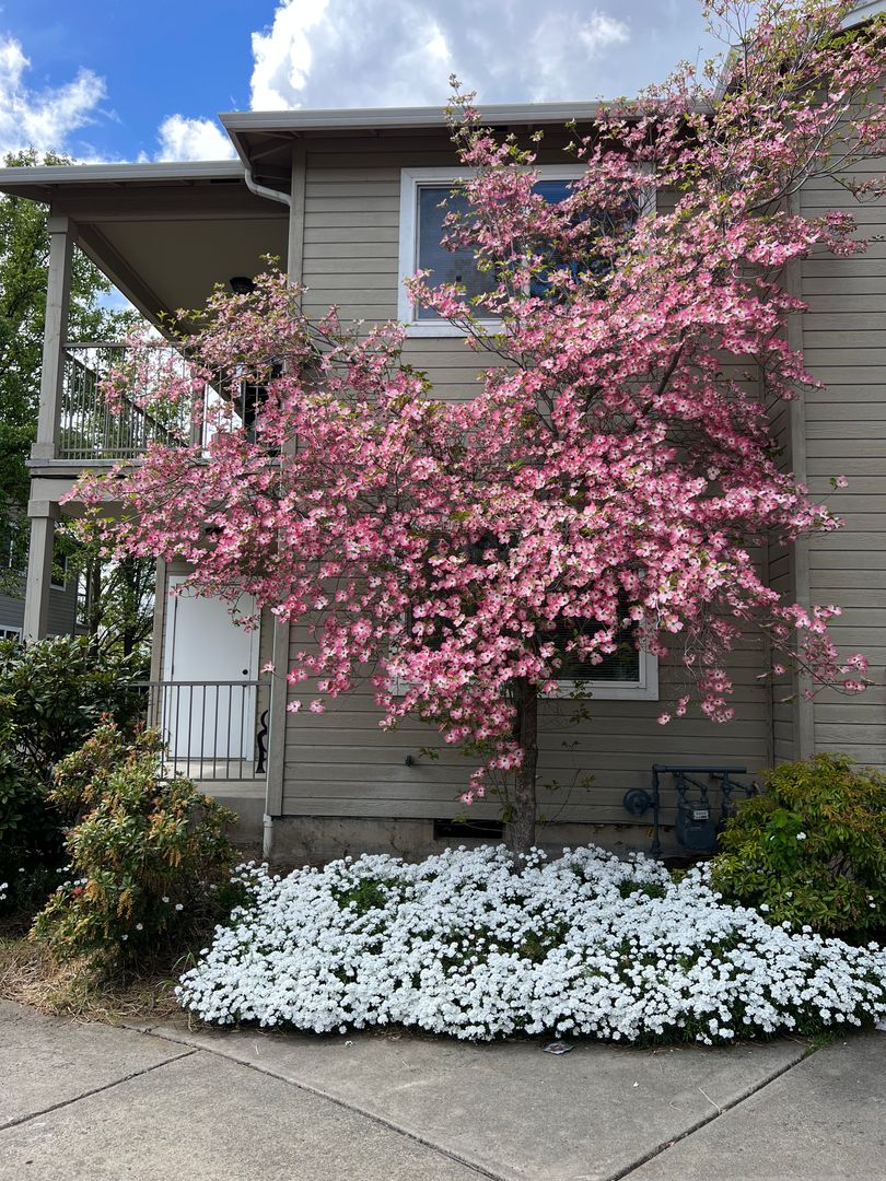 Medford Apartment: 3163 Juniper Ridge 5,6,11,12