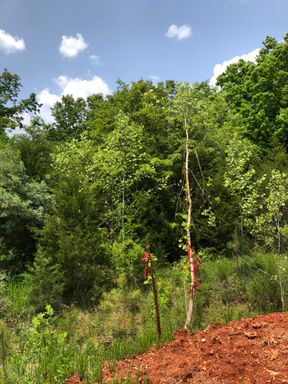 CADET - Wolf Dam Estates 4 Acres No.1 - ONLY $449 DOWN