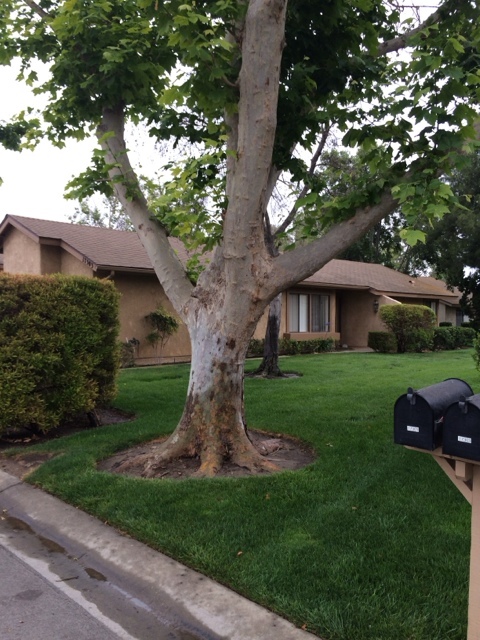 Camarillo House: 17303 Village 17