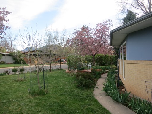Grape Vines on Grape Ave: 3 bed/2 bath ranch in AMAZING location in Old North Boulder! – photo 1