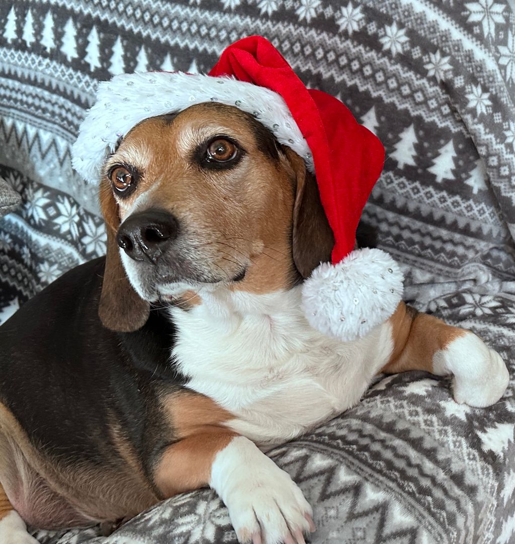 Tucson Apartment: 331 S. Alvernon Way