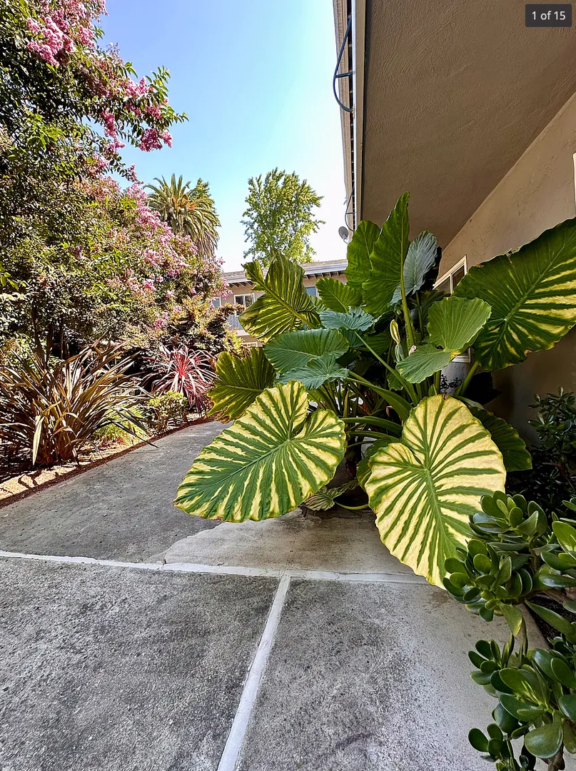 Mountain View Apartment: 262 Mariposa Ave