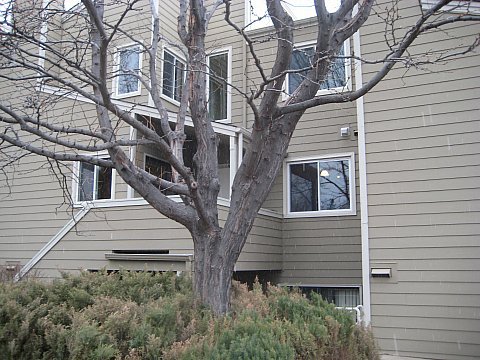 Boulder Condo: 3725 Birchwood Drive #23