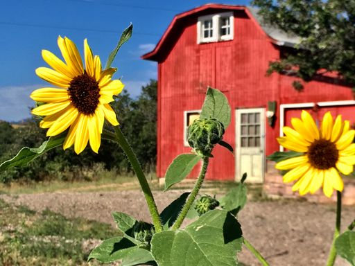 Short term 6-9 months only. Acreage Property in Sedalia - Close to Castle Rock