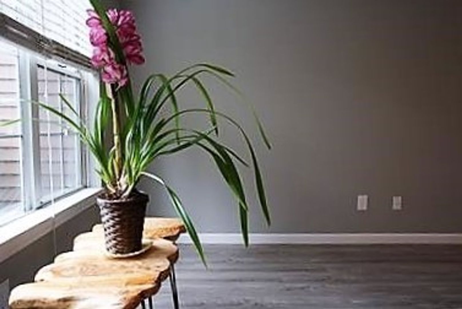 Lake Oswego Apartment: 295 3rd Street