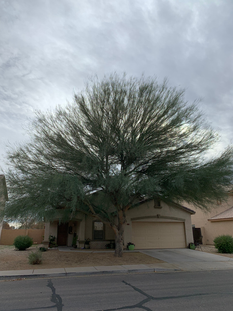 San Tan Valley House: 2009 E. Lipizzan Dr.