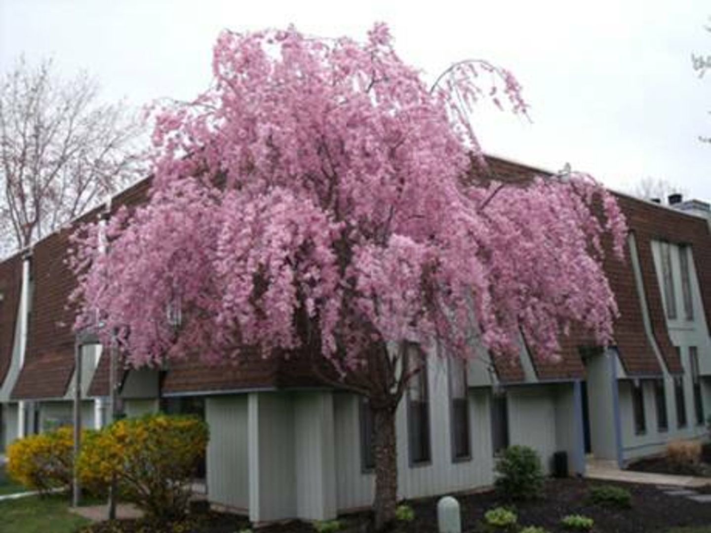 The Village at Laurel Creek