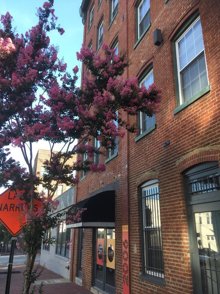 Richmond Apartment: 2006 E. Franklin Street