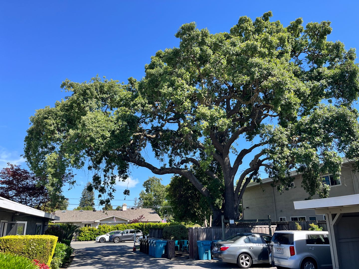 Palo Alto Apartment: 330 Ventura Avenue