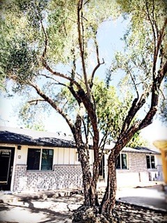 Phoenix Apartment: 3011 N. 38th St. - Unit 12